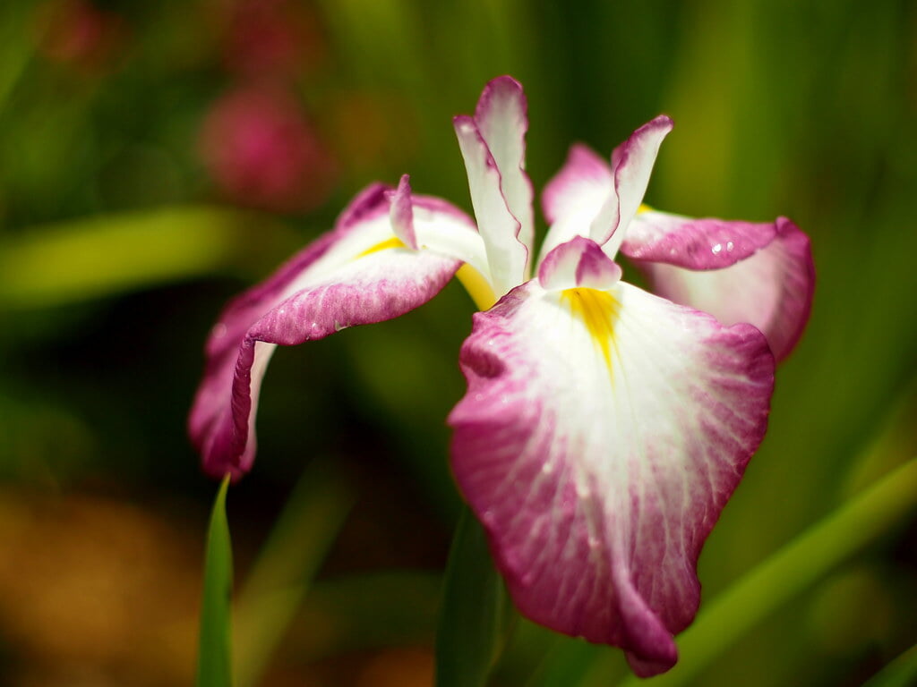 吹上しょうぶ公園の写真12