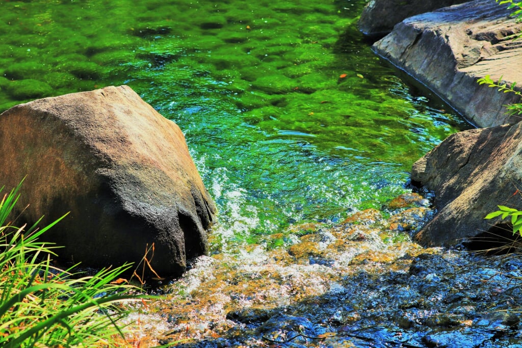 目白庭園の写真6