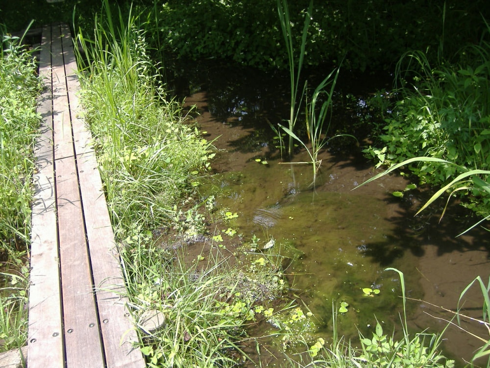 横浜自然観察の森の写真2
