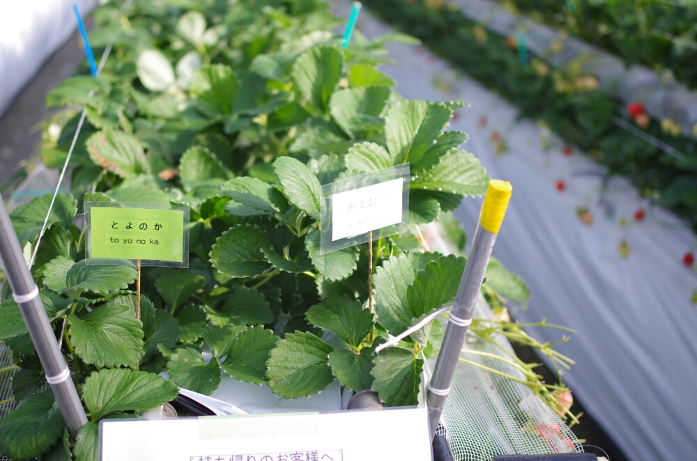 白木のいちご　しあわせもんの写真2