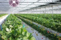 白木のいちご　しあわせもん