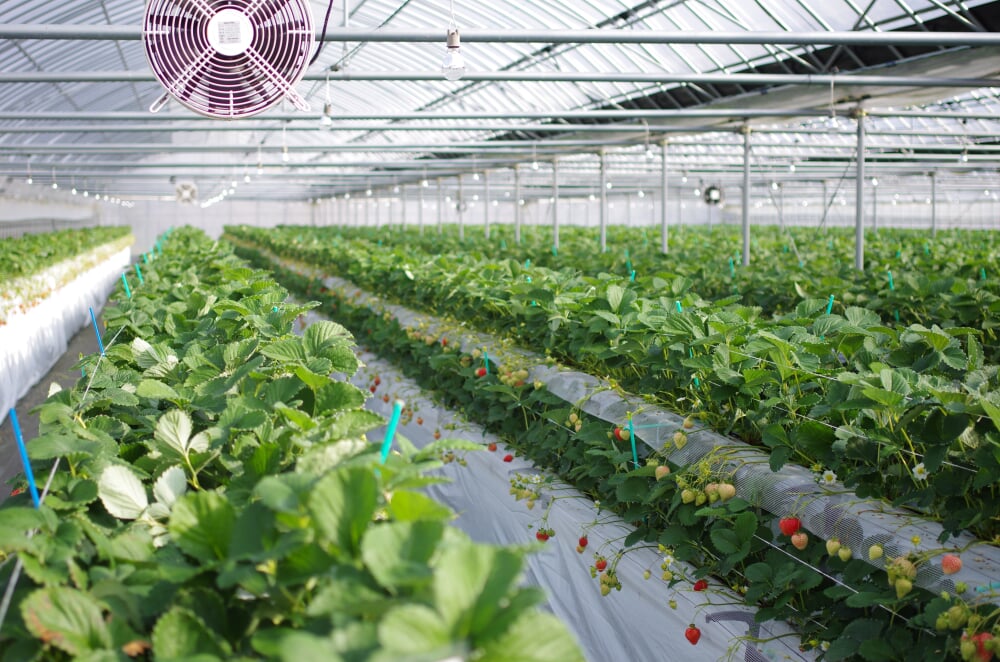 白木のいちご　しあわせもんの写真1