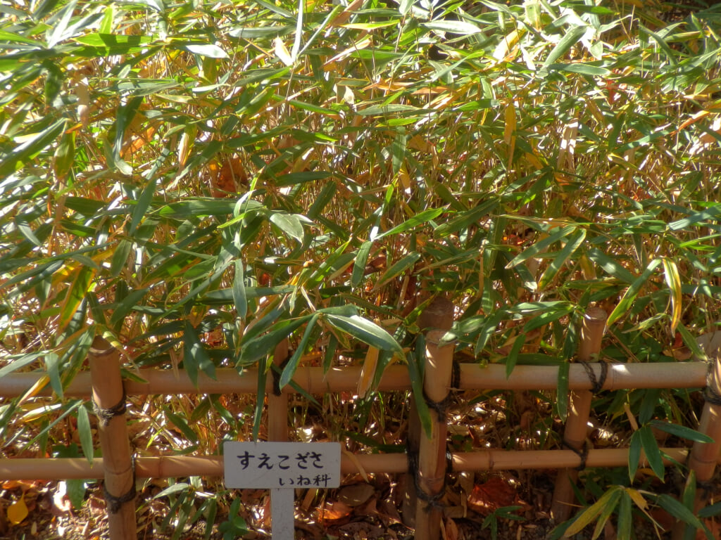 牧野記念庭園の写真2