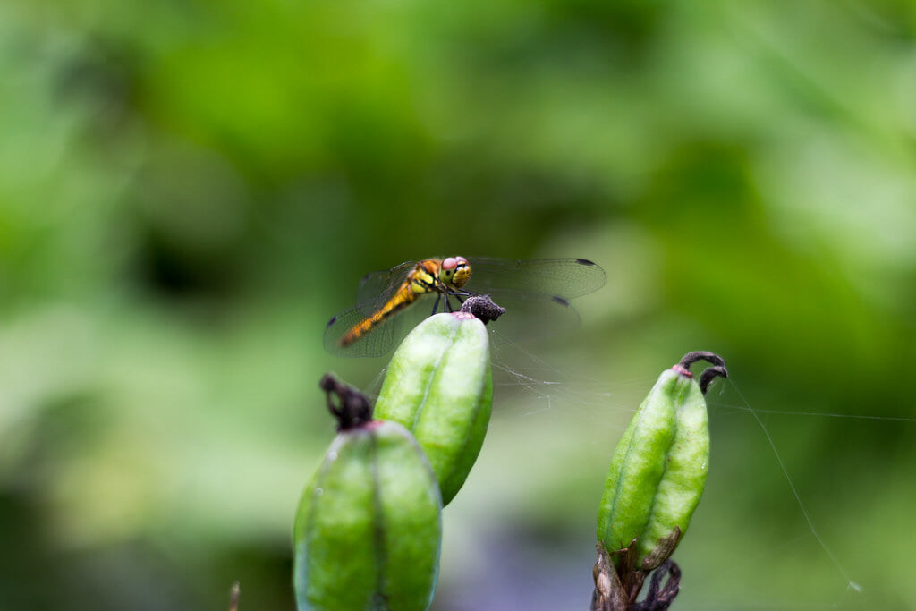 日光植物園の写真1