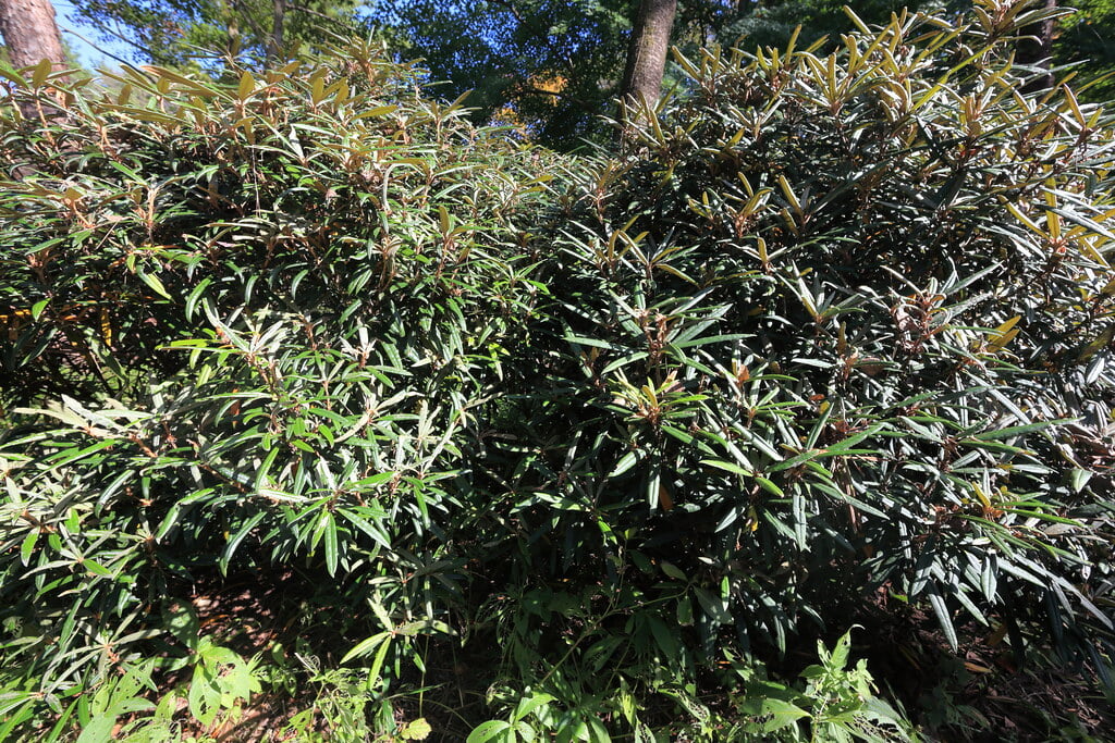 赤城自然園の写真4