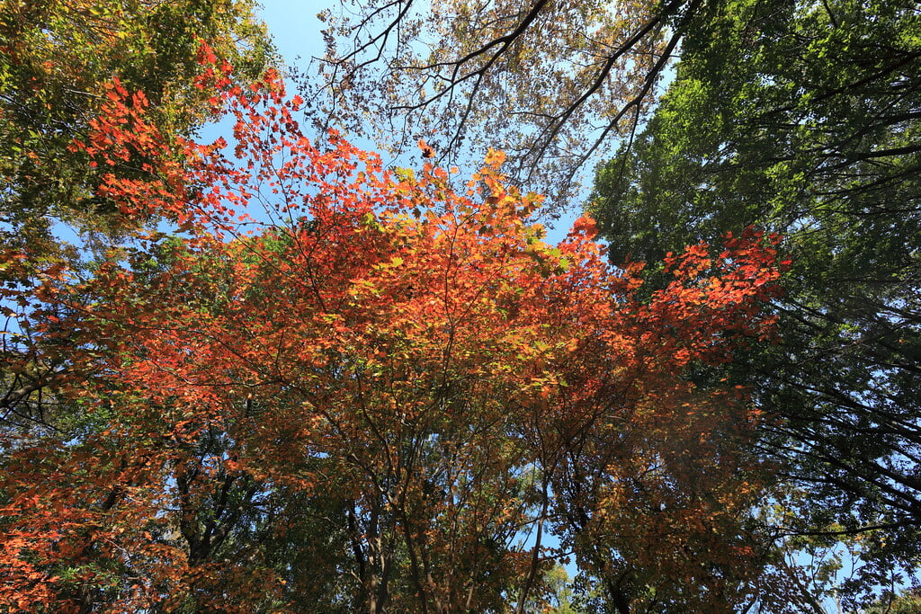赤城自然園の写真5