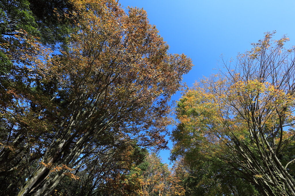 赤城自然園の写真6