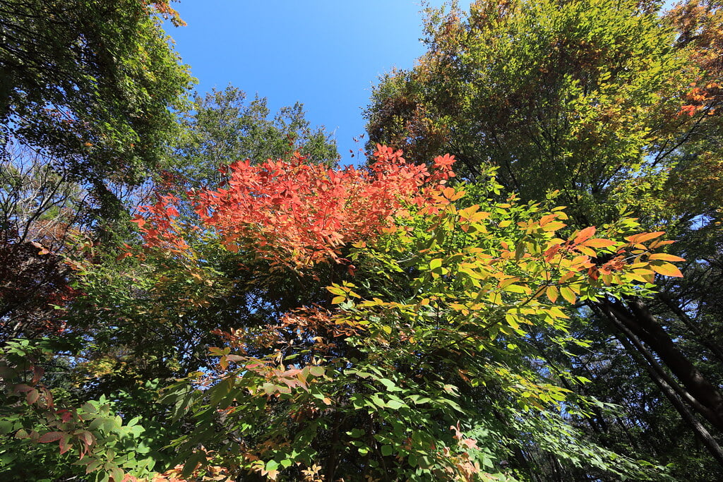 赤城自然園の写真1