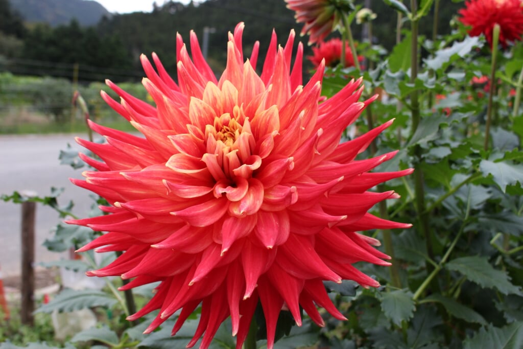 両神山麓花の郷 ダリア園の写真4