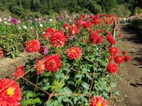 両神山麓花の郷 ダリア園