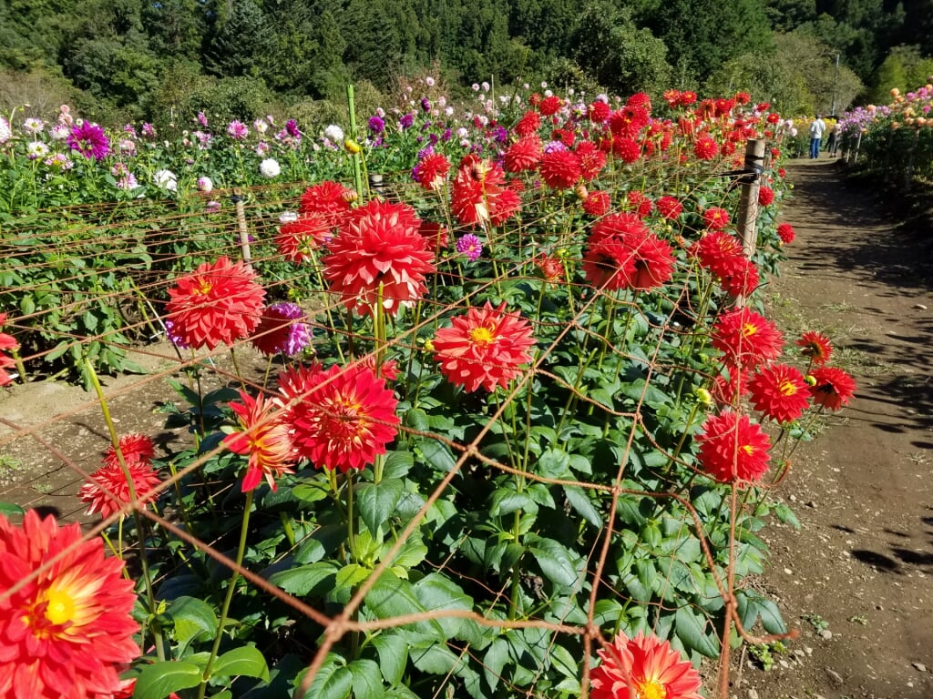 両神山麓花の郷 ダリア園の写真1