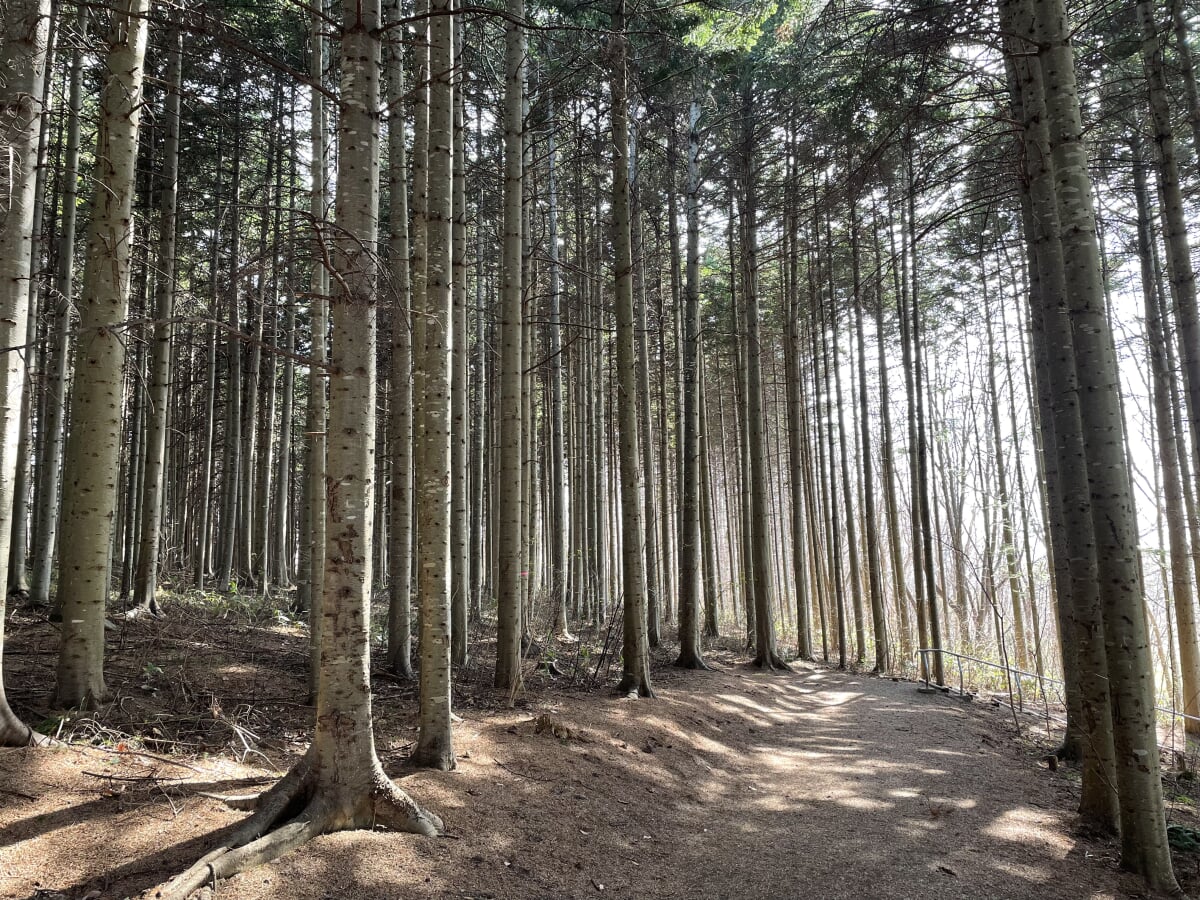 道南四季の杜公園の写真3