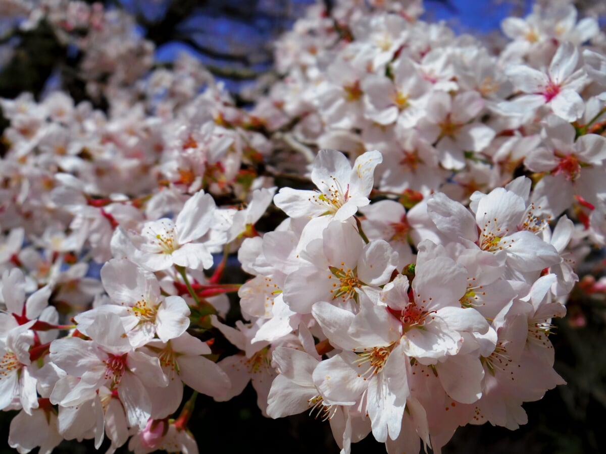 尾関山公園の写真3