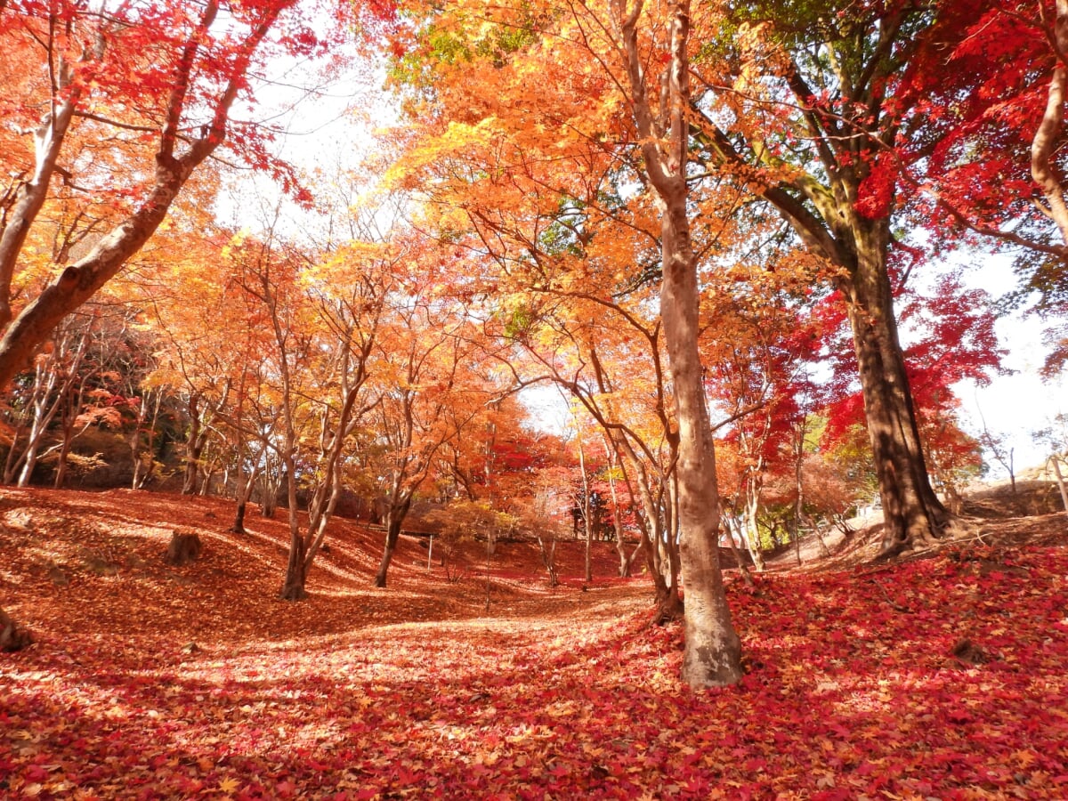 尾関山公園の写真1