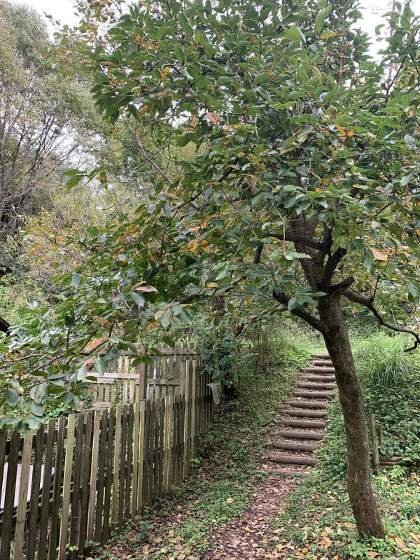 長池公園の写真3