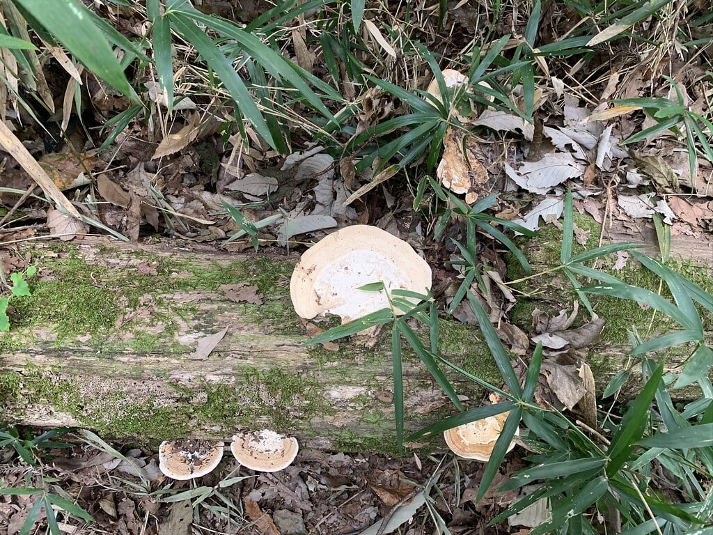 長池公園の写真4