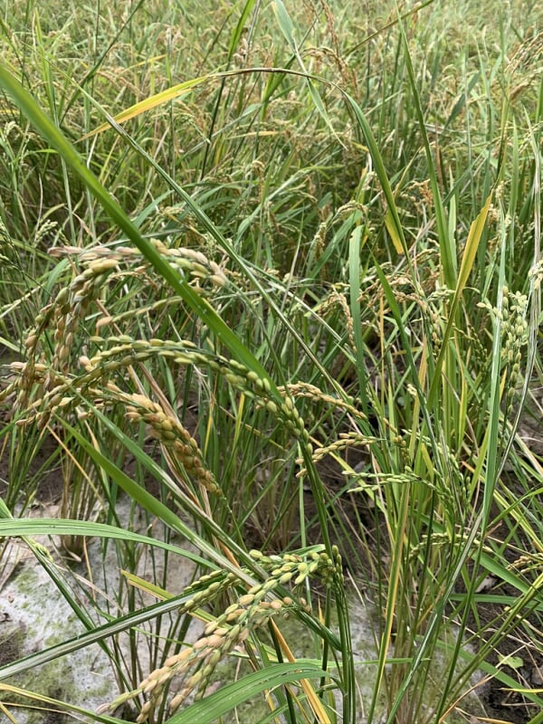 長池公園の写真5