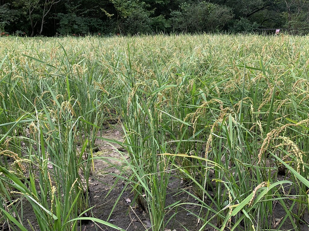 長池公園の写真7