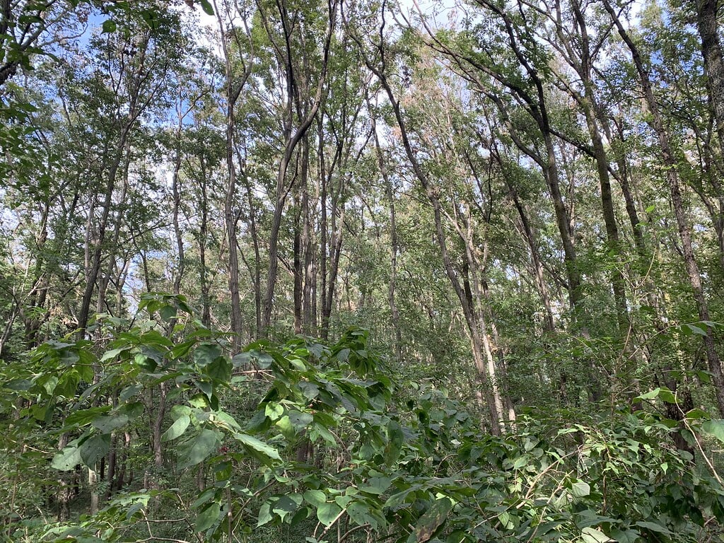 長池公園の写真9