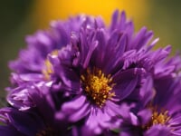 瀬田農業公園 フラワーランド