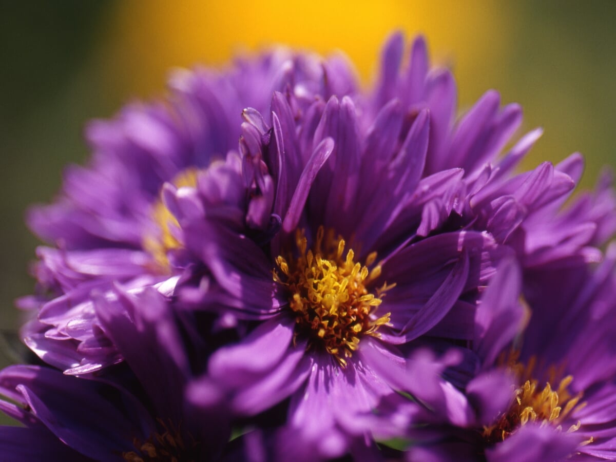 瀬田農業公園 フラワーランドの写真1