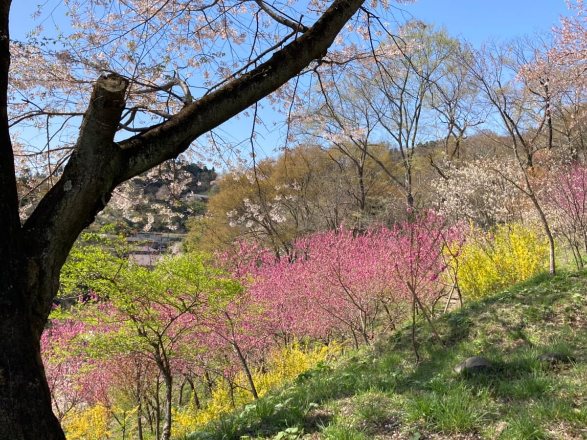 白石城・益岡公園の写真8