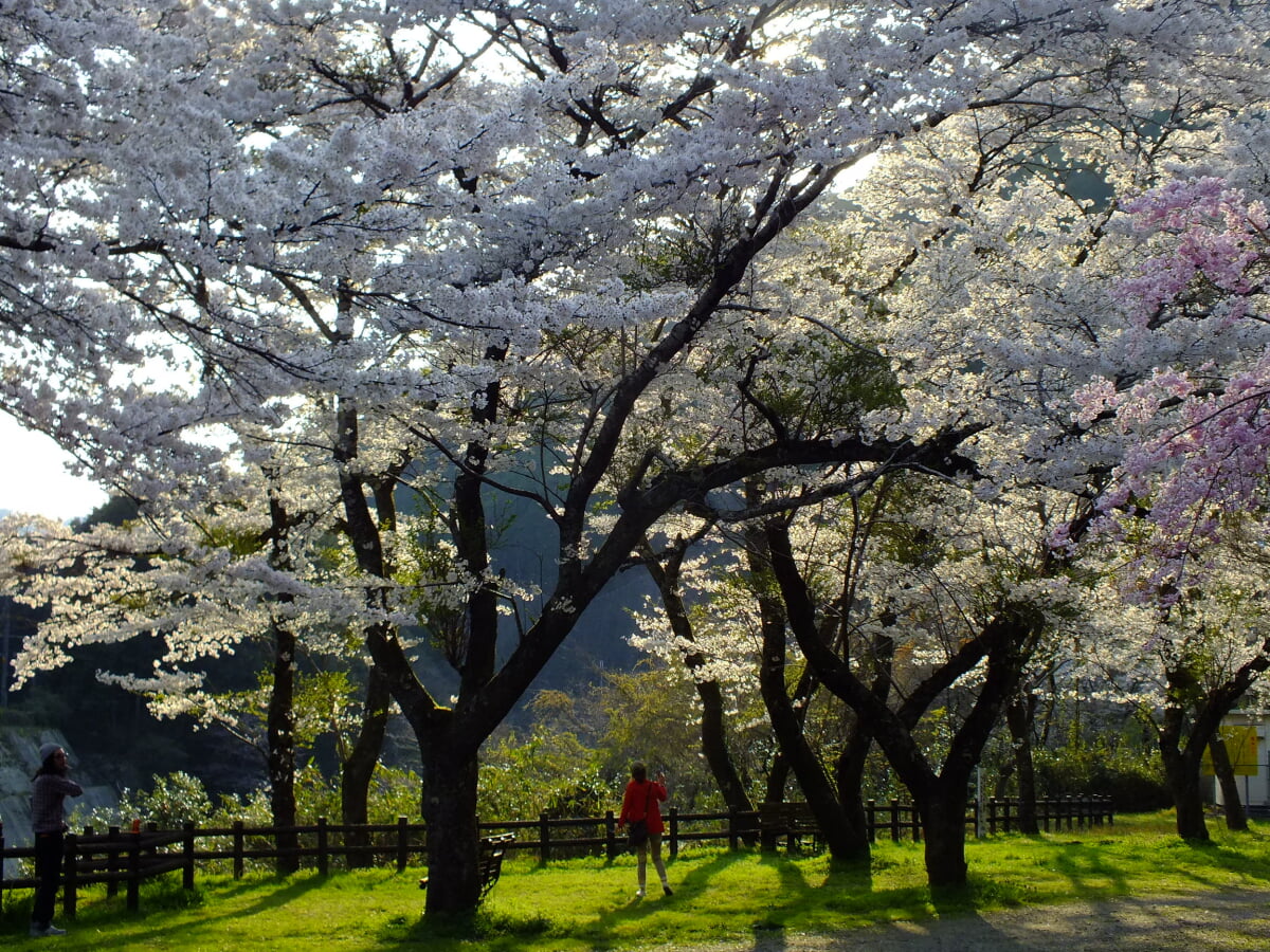 川代公園の写真1