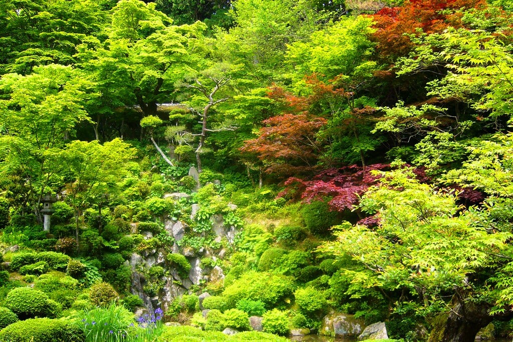 金剛輪寺の写真1