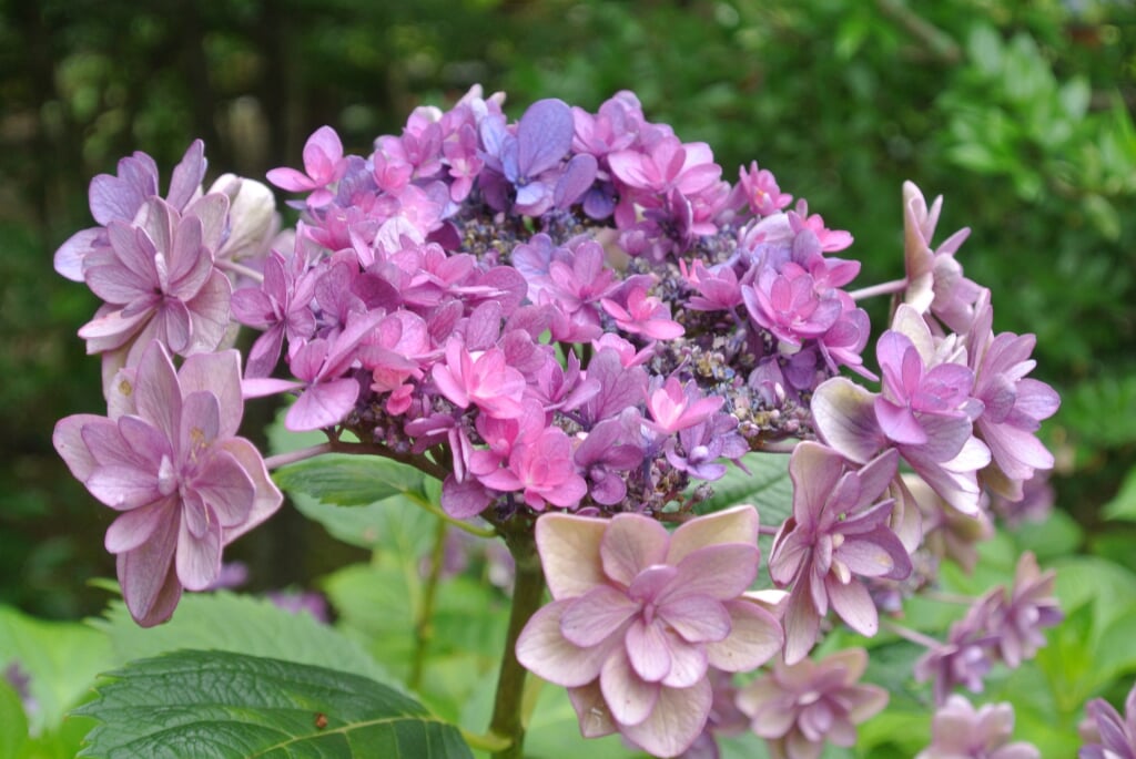 堺市都市緑化センターの写真2