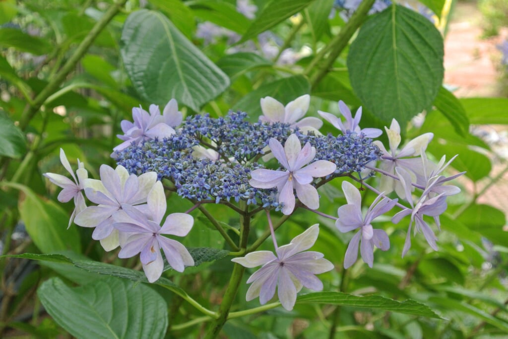 堺市都市緑化センターの写真3