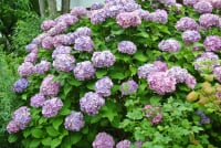 堺市都市緑化センター