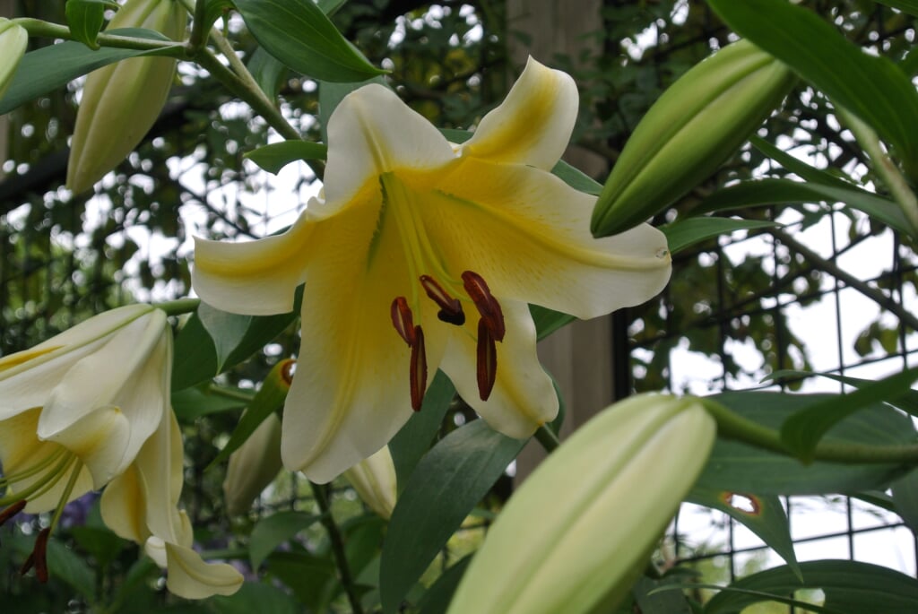 堺市都市緑化センターの写真4