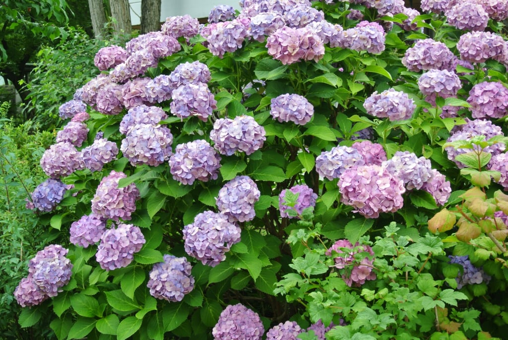 堺市都市緑化センターの写真1