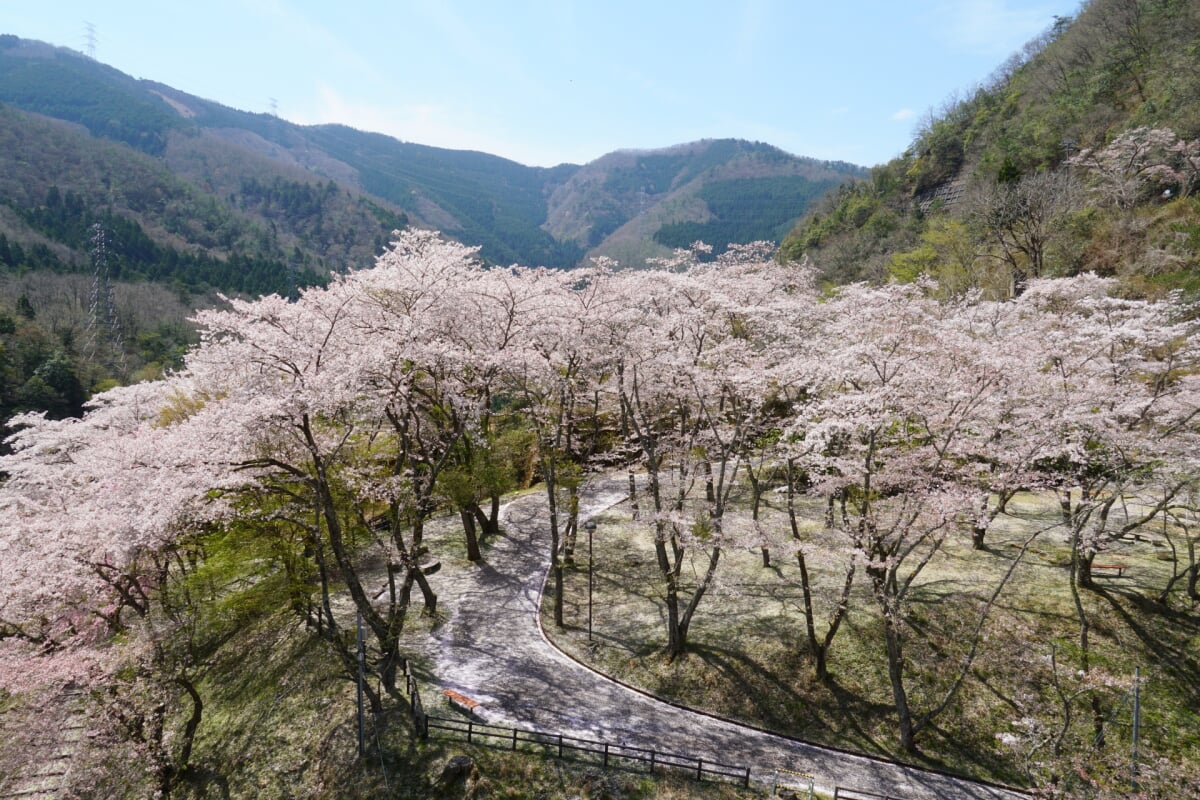 大野ダム公園の写真9