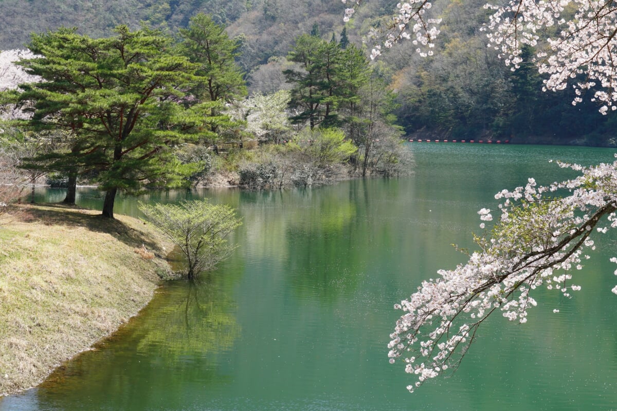 大野ダム公園の写真10