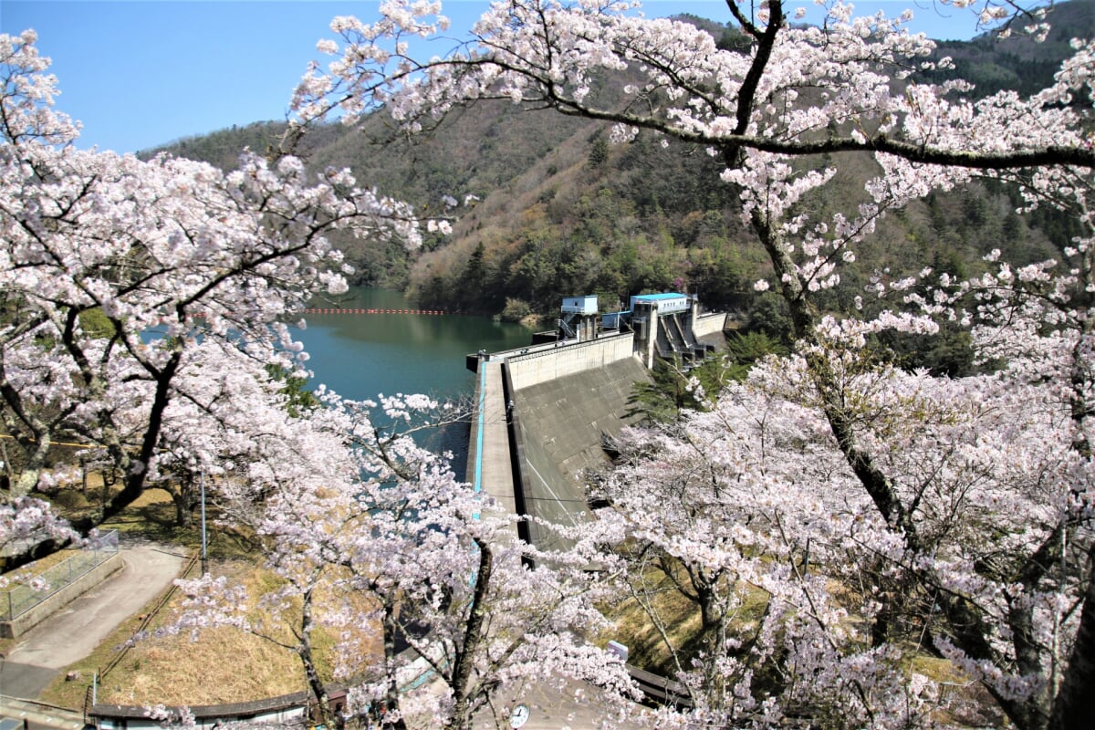 大野ダム公園の写真1