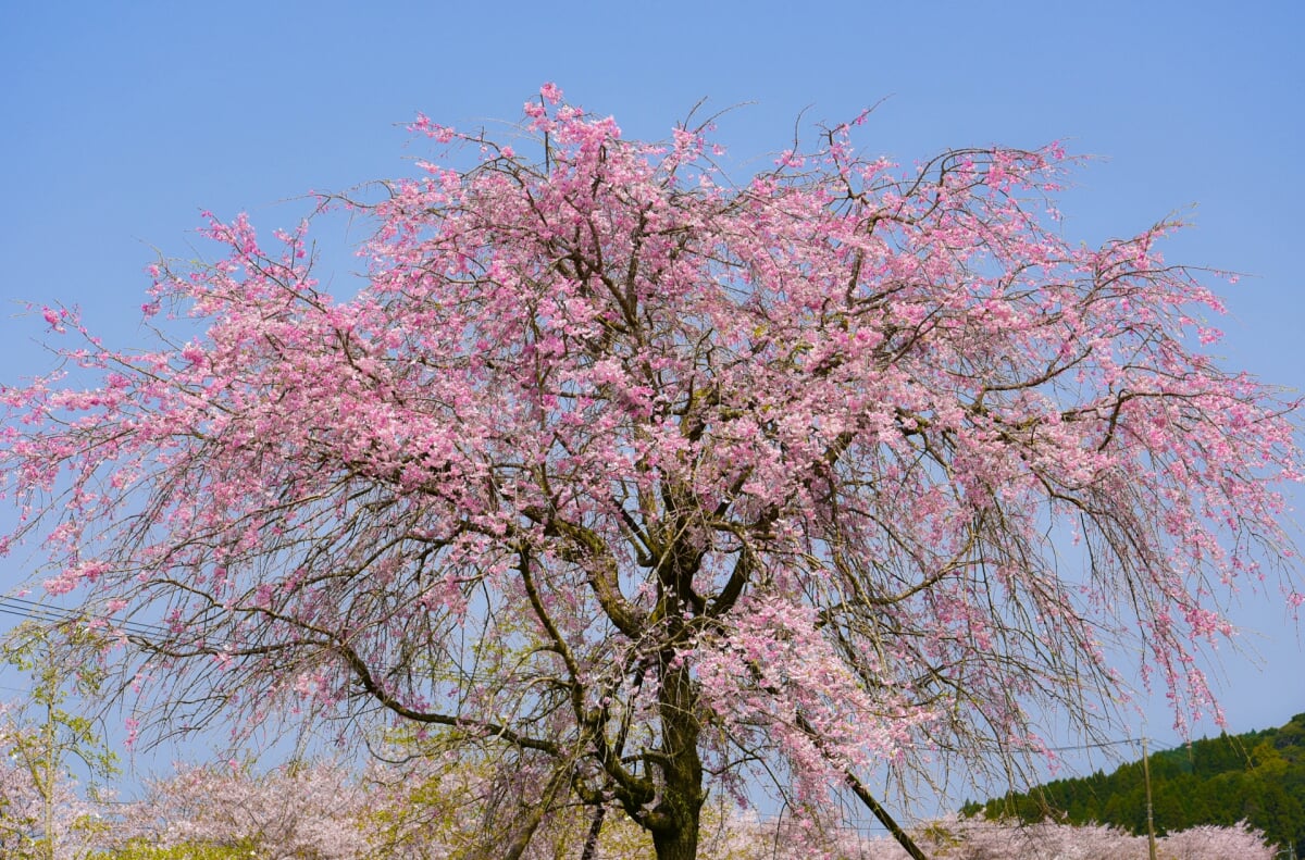 観音池公園の写真2