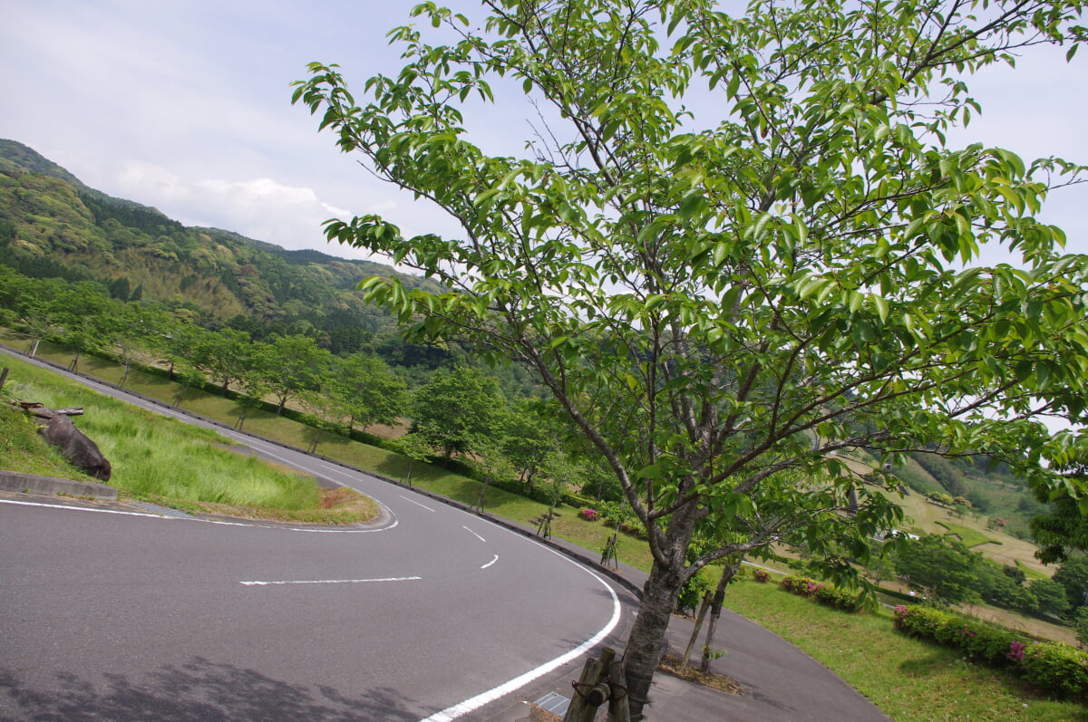 観音池公園の写真1