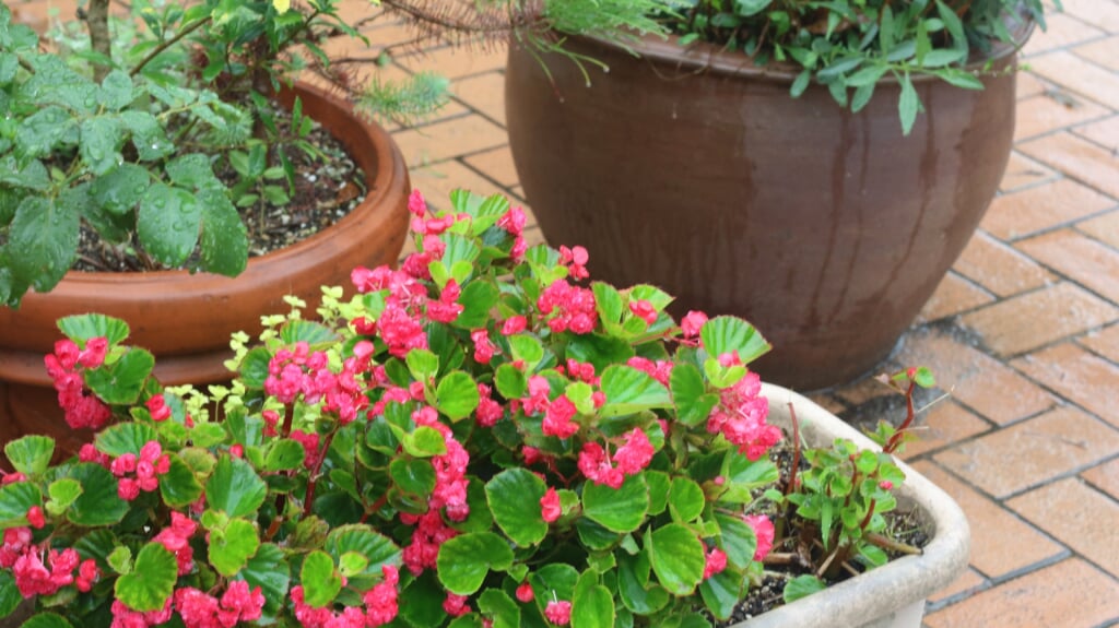 名城公園フラワープラザの写真4