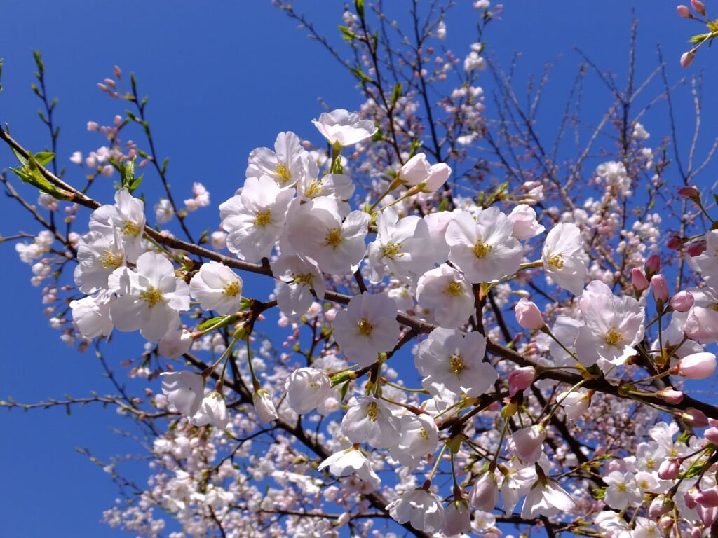 国立劇場の写真2