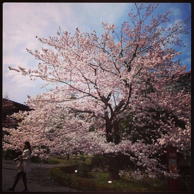 国立劇場の写真3