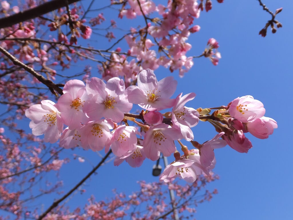 国立劇場の写真7