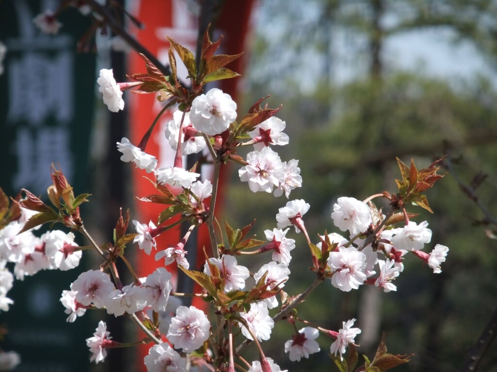 国立劇場の写真10