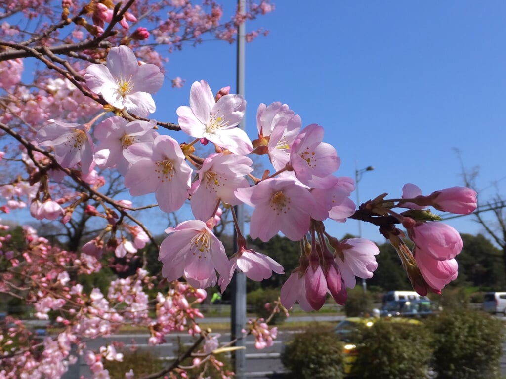 国立劇場の写真13