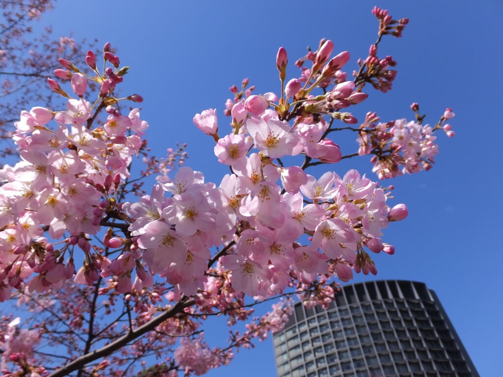 国立劇場の写真14