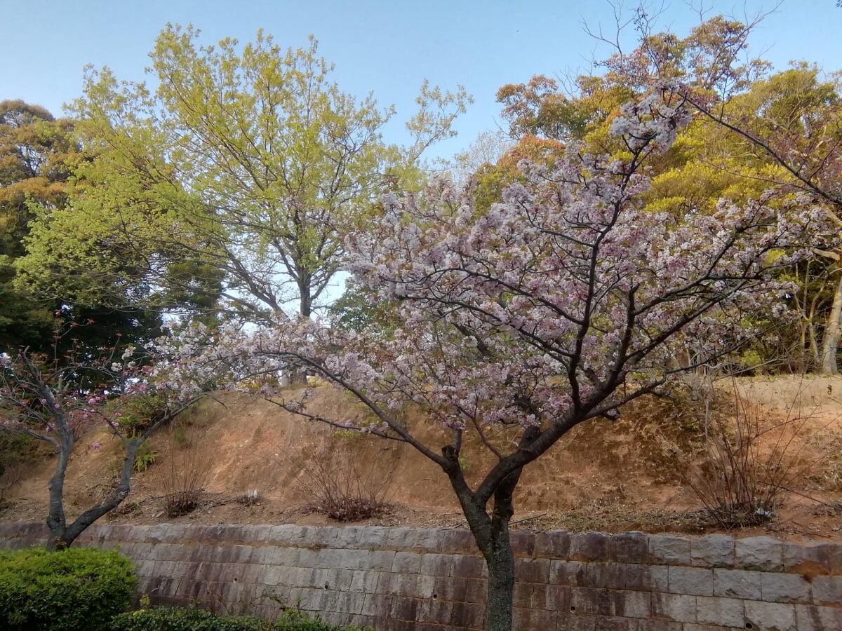 夜宮公園の写真5