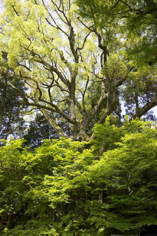 大興善寺の写真2