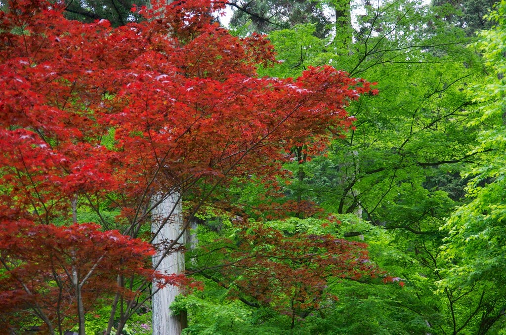 大興善寺の写真1