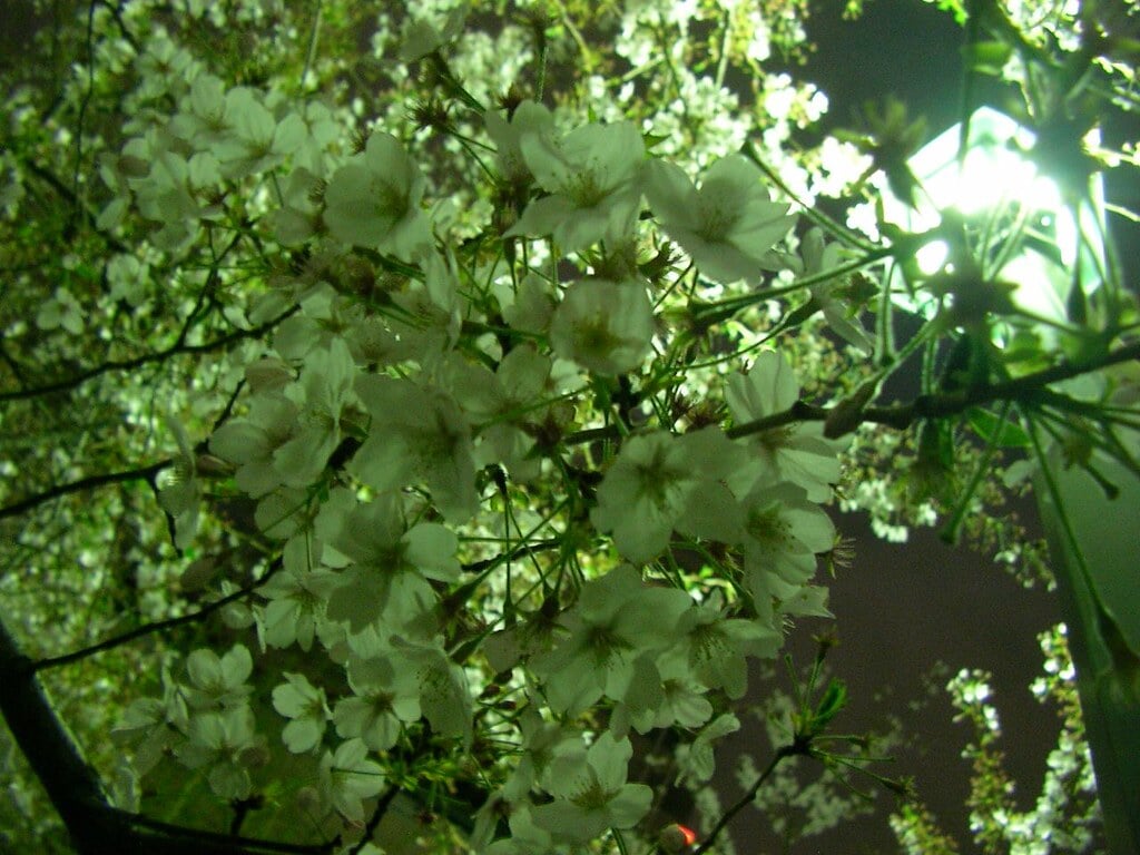 京橋公園の写真1