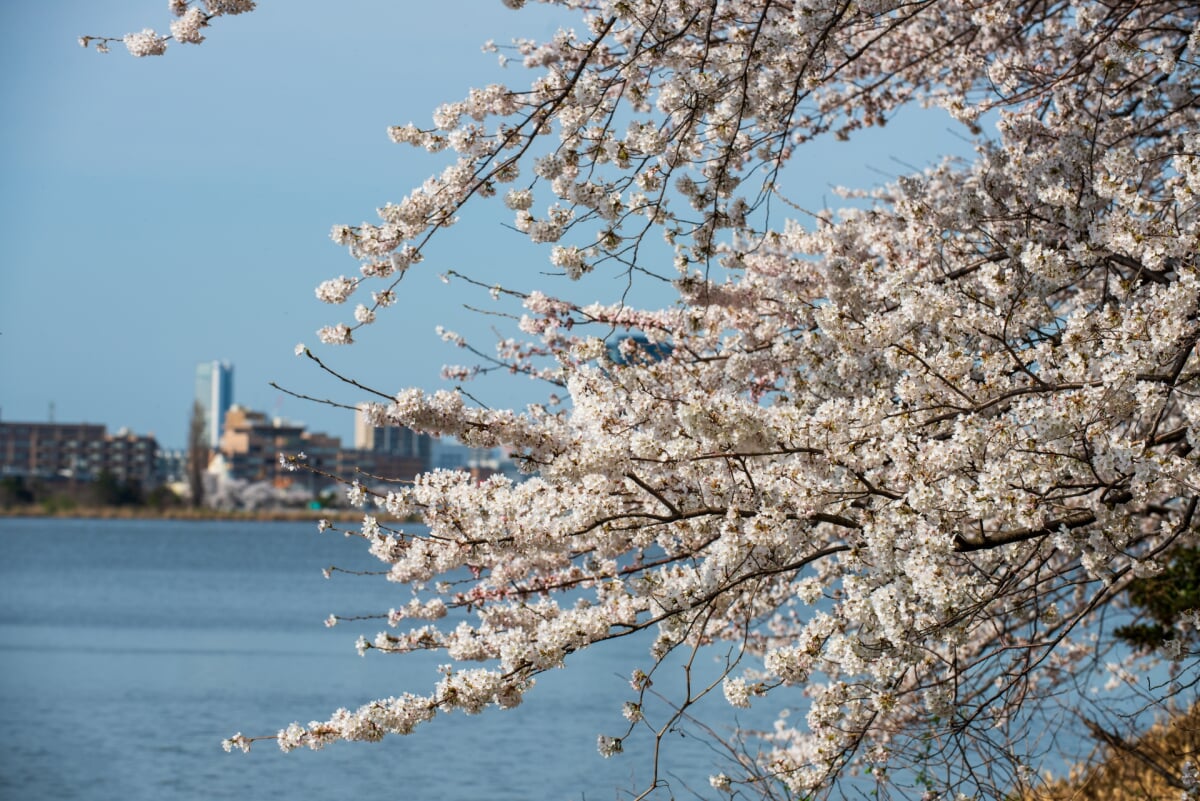 新潟県立鳥屋野潟公園 女池地区・鐘木地区の写真4